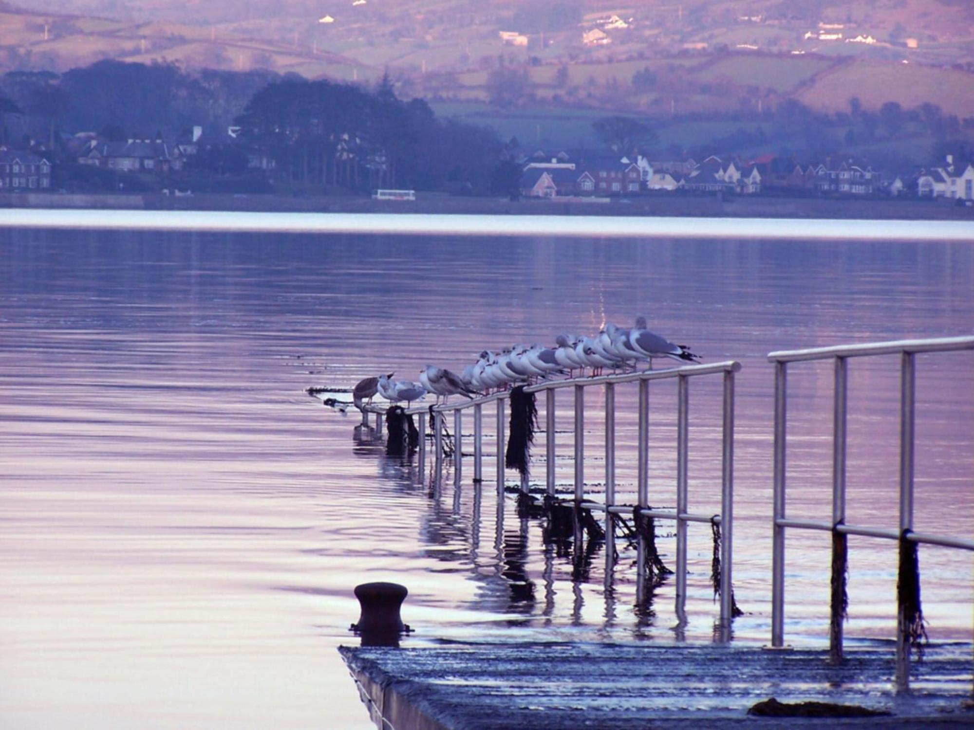 The Oystercatcher Lodge Carlingford Exteriér fotografie